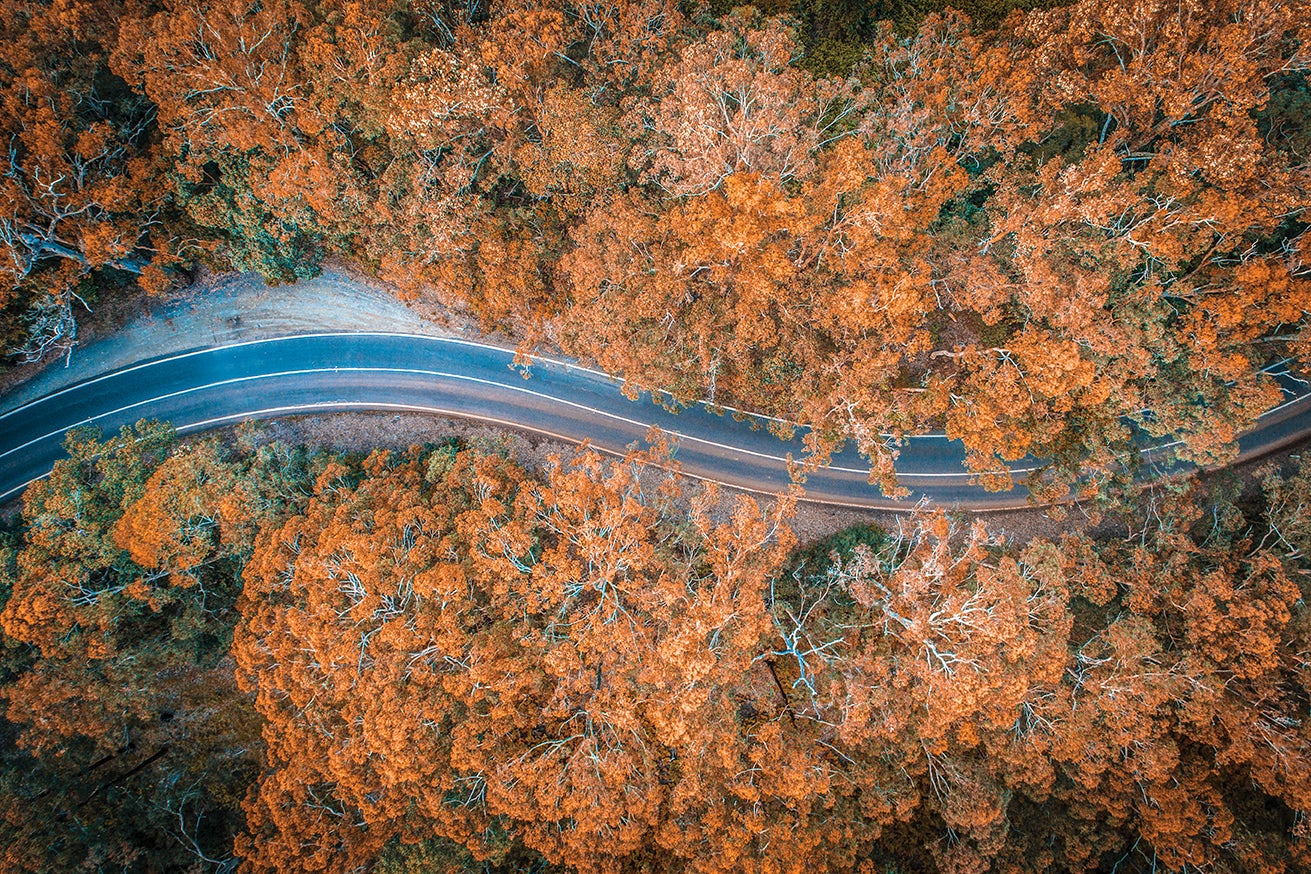 Road and trees 2