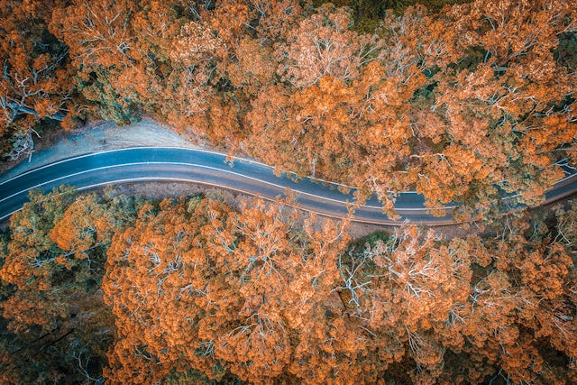 Road and trees 2
